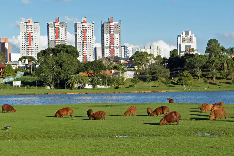 Conhecendo Curitiba Parque Barigui